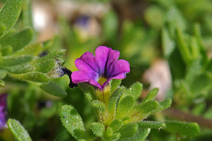 Seaside Petunia has showy purple flowers often with a whitish throat. Seaside Petunia blooms from April to September. Calibrachoa parviflora Seaside Petunia has showy purple flowers often with a whitish throat. Seaside Petunia blooms from April to September. Calibrachoa parviflora
